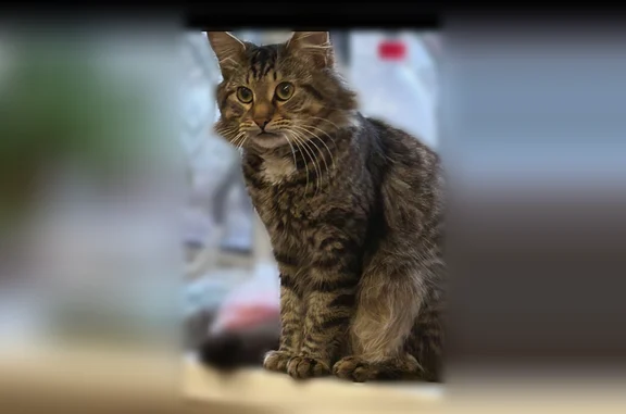 Пропала кошка, Игнатьевский переулок, 2Б, Павловский Посад — полосатая, белая грудка, пушистый хвост - photo