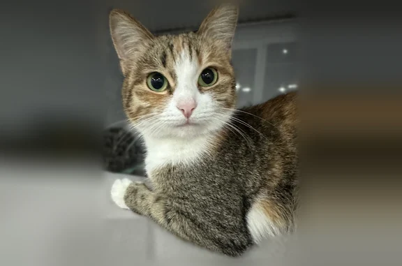 Кошки потеряшки, Суходол, фото: Потеряшка кошка, Самарская улица, 38, Суходол — не вернулась после прогулки