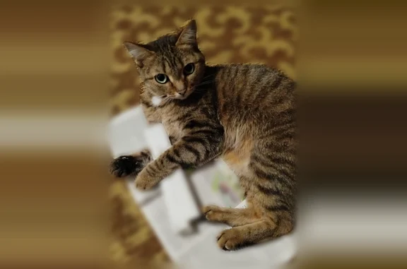 Пропала кошка, Коммунарский переулок, 15, Бийск — окрас таби, на руки не даётся - photo