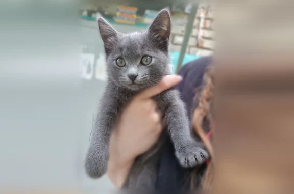 Найдена кошка, Чебоксары, фото: Найдена кошка, улица Грасиса, 4, Чебоксары — полностью серый котёнок, идёт на контакт