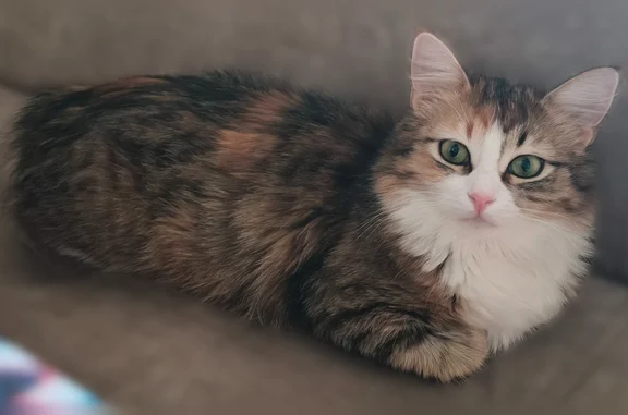 Пропала кошка, улица Карла Маркса, 11, Тверь — очень пушистая, зелёные глаза, синий поводок - photo