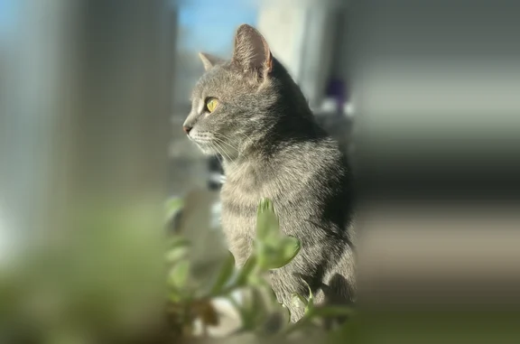 Пропала кошка, Ташкентская улица, 88А, Иваново — серая, пугливая - photo