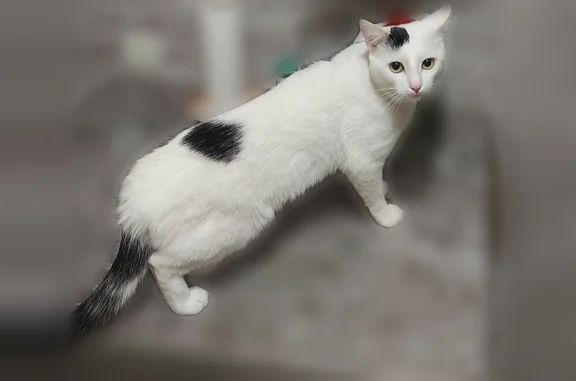 Пропала кошка, Южный микрорайон, 10, Старый Оскол — белый окрас, чёрный хвост - photo