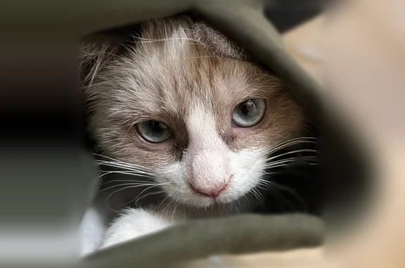 Пропала кошка, Октябрьская улица, 29, Гусино — бело-серая, с серыми пятнами - photo