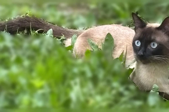 Пропала кошка, Восточная улица, 11, Железногорск — молодой кот, сбежал ночью с 1 этажа - photo