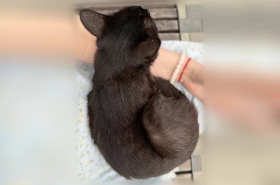 Найдена кошка, Горно-Алтайск, фото: Найдена кошка, Набережный переулок, 14/1, Горно-Алтайск — шоколадного цвета, 1–2 года