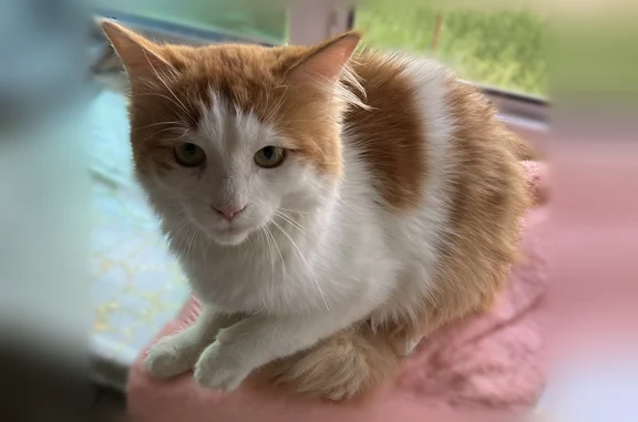 Найдена кошка, Нижний Новгород, фото: Найдена кошка, проспект Ленина, Нижний Новгород — котик, на вид примерно год, очень доверчивый