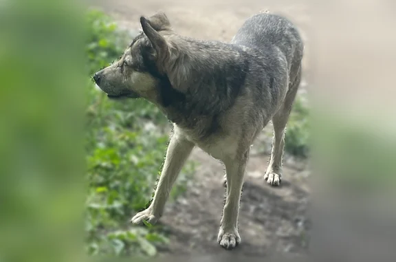 Найдена собака, Ярославль, фото: Найдена собака, улица Урицкого, 7А, Ярославль — старый упитанный кобель без хвоста
