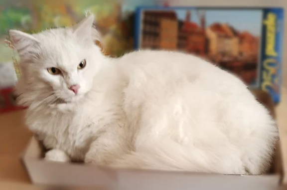 Пропала кошка, Чернореченская улица, 123, Курган — белая, длиннолапая, с расцарапанным правым ухом - photo