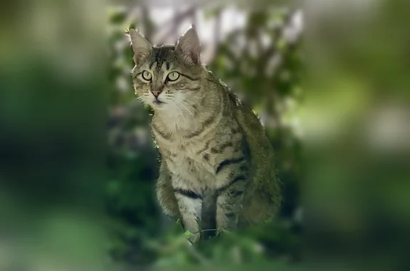Найдена кошка, Верхнетемерницкий, фото: Найдена кошка, Межзвёздный бульвар, 9/17, Верхнетемерницкий — полосатая, серо-коричневая