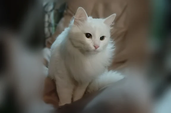 Пропала кошка, улица Адмирала Васюнина, 12 к1, Нижний Новгород — полностью белая, с пушистым хвостом - photo