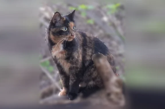 Пропала кошка, Осиновская улица, 11, Осиново, Васильево — трёхцветка Моника, зелёные глаза - photo