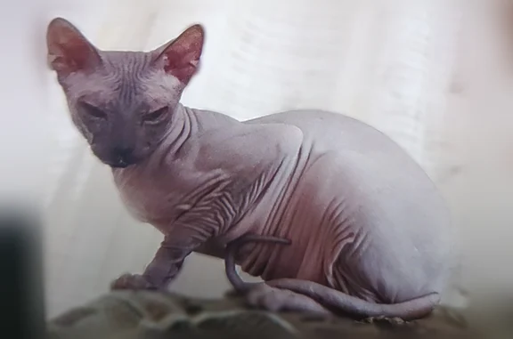 Пропала кошка, Прокопьевск, Кемеровская область — серый красивый кот - photo