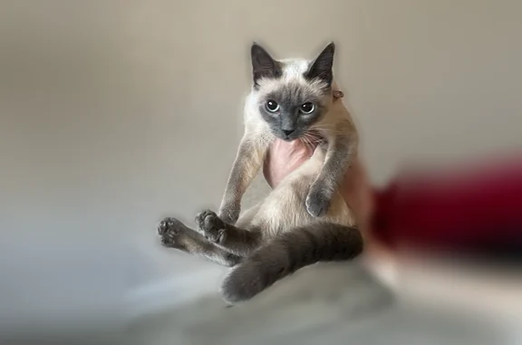 Найдена кошка, Тюмень, фото: Найдена кошка, Тюмень — сиамская, приучена к лотку, около 8 месяцев