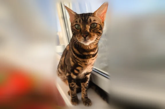 Пропала кошка, Юбилейная улица, 21, Колодкино - photo