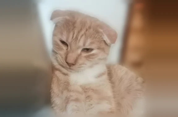 Кошки потеряшки, Долгопрудный, фото: Потеряшка кошка, СНТ «Угодье-2», 7, Долгопрудный — очень спокойная, персикового цвета, с вислоухими ушками