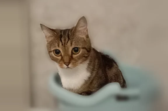 Пропала кошка, улица Павлова, 14, Юрга — небольшая трёхцветная, грудка белая - photo