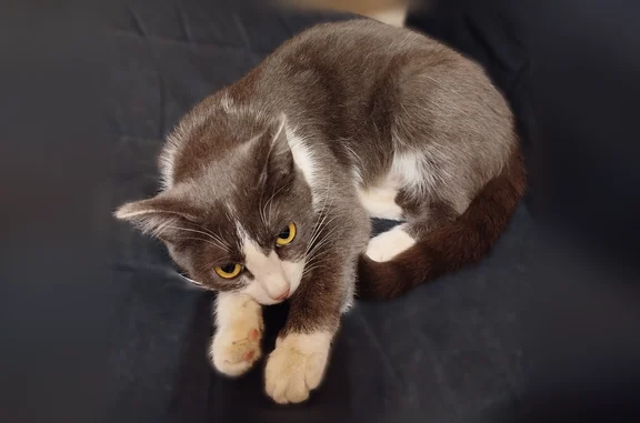 Найдена кошка, Нижний Тагил, фото: Найдена кошка, Красногвардейская улица, 8А, Нижний Тагил — серо-белая, очень ласковая девочка 5 месяцев