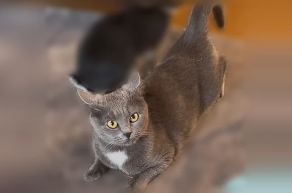 Пропала кошка, Индустриальная улица, 5, Лиски — любит покусать, британская короткошерстная - photo