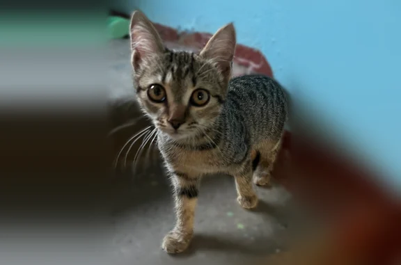Найдена кошка, Кемерово, фото: Найдена кошка, Волгоградская улица, 17, Кемерово — серенькая с полосками