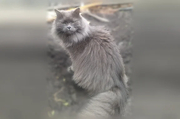 Пропала кошка, переулок Чернышевского, 12, Томск — серый, пушистый, с жёлтыми глазами - photo