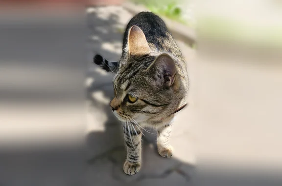 Найдена кошка, Тула, фото: Найдена кошка, Тула, Тула, Тульская область — молодой домашний котик с ошейником от блох