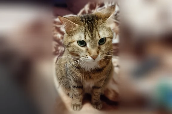Пропала кошка, Ревда - photo