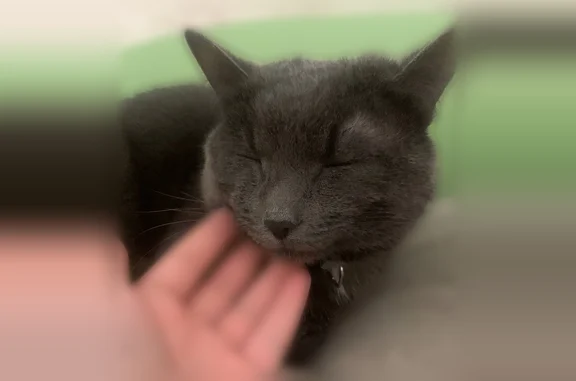 Пропала кошка, Ново-Ленино, Ново-Ленино — серо-дымчатый окрас, белое пятнышко на грудной клетке - photo