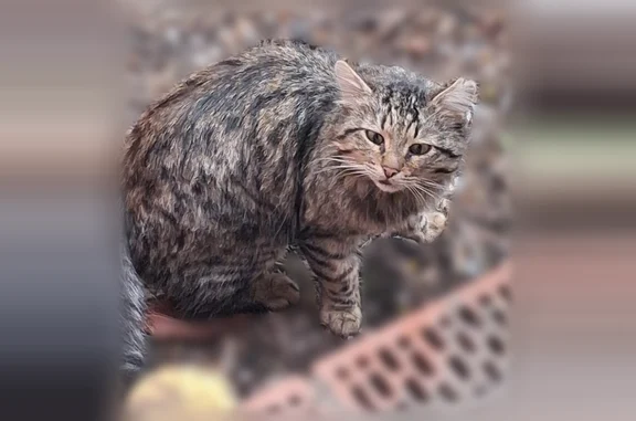 Найдена кошка, Краснодар, фото: Найдена кошка, район Северная/Красноармейская, Краснодар