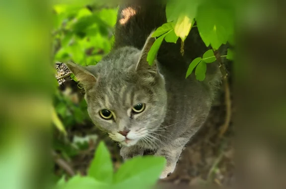 Найдена кошка, Новокузнецк, фото: Найдена кошка, пр-т Курако, 37б, Новокузнецк — черепаховый окрас