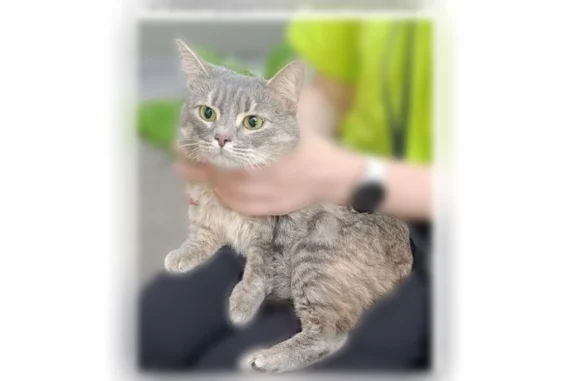Найдена кошка, Москва, фото: Найдена кошка, Белозерская улица, 23, Москва — ухоженная, у подъезда, кралась под окнами