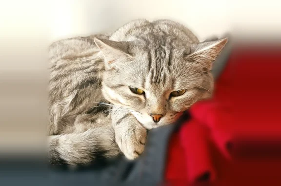 Пропала кошка, проспект Ленина, 249, Рубцовск — розовый ошейник от блох на шее - photo