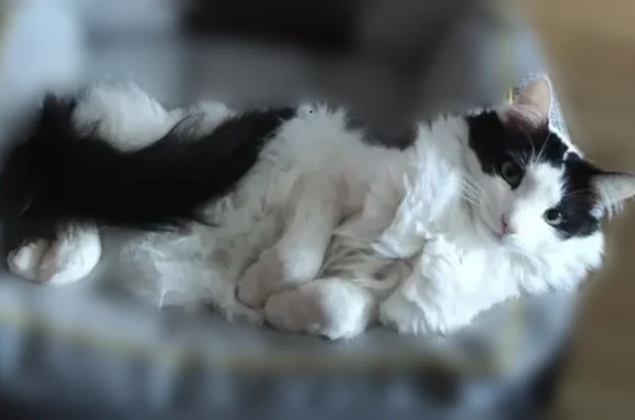 Пропала кошка, улица Фрунзе, 3, Казань — пушистая, чёрно-белая, 7 лет - photo