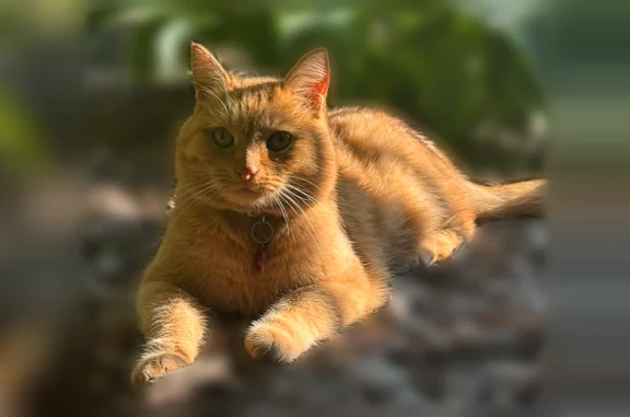 Пропала кошка, Можайский муниципальный округ, Московская область — рыжий кот Лёва, стерилизован - photo