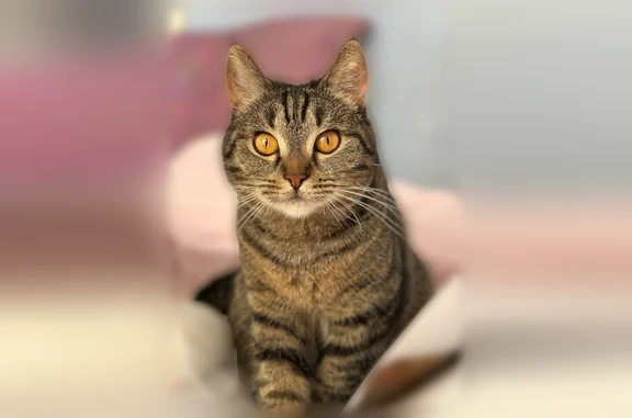 Пропала кошка, Соколово, П/20, Соколово — окрас таби, жёлтые глаза - photo