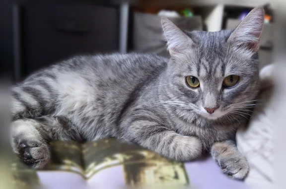 Пропала кошка, улица Сеченова, 1, Новокузнецк — светло-серая, жёлтые глаза, буква М на лбу - photo