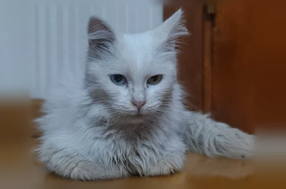 Найдена кошка, Грозный, фото: Найдена кошка, Грозный, Чечня — турецкая ангора, очень ласковая