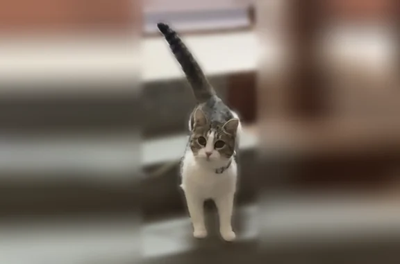 Пропала кошка, Губкинский - photo