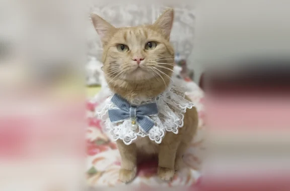 Пропала кошка, Вадинская улица, 11, Пенза — светло-персиковая, стерилизована - photo