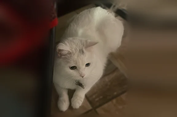 Пропала кошка, улица Ерофеева, 12, Старая Купавна — серое пятно на голове, розовый ошейник - photo