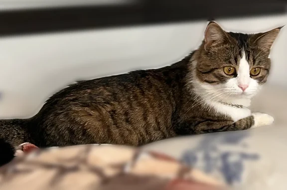 Пропала кошка, Изумрудная улица, 9, Засечное — коричневато-серый окрас, с белой грудкой - photo