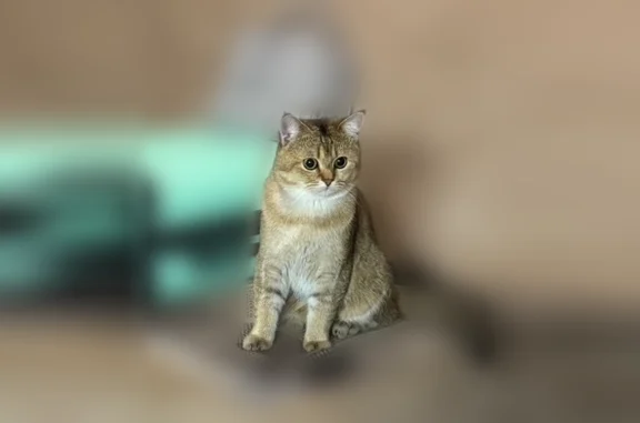 Пропала кошка, Бор, Нижегородская область — молодой котик, очень худой, грудка белая - photo