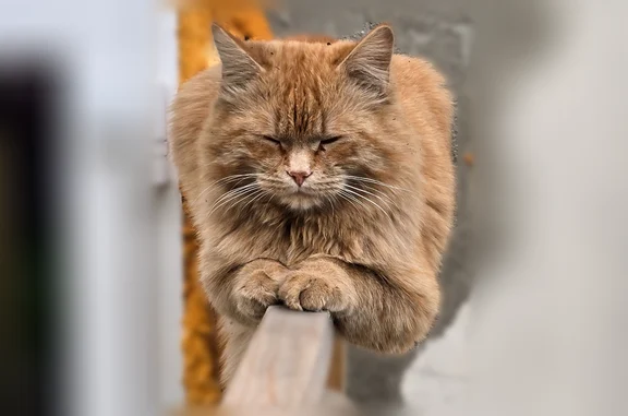 Пропала кошка, 3-й Сортировочный проезд, 12, Пенза — рыжая, около года - photo