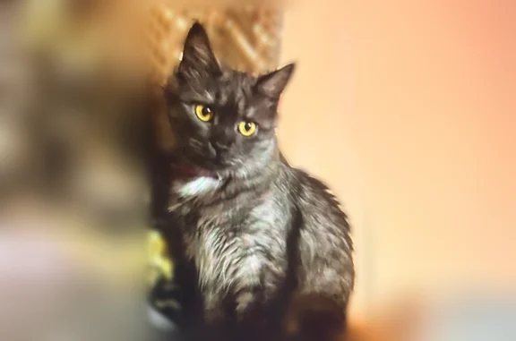 Пропала кошка, Балашов-3, 16, Балашов — пушистая, с розовым ошейником - photo