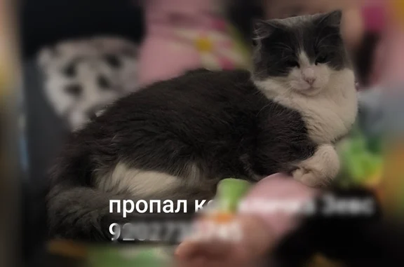 Пропала кошка, улица Макаренко, Тула - photo
