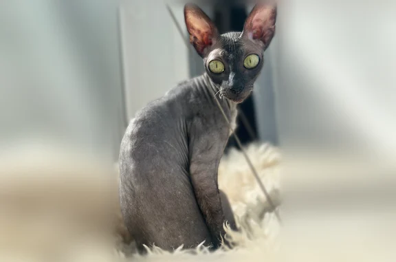 Кошки потеряшки, Сириус, фото: Потеряшка кошка, улица Крамского, 3, Сириус — могла испугаться сирен