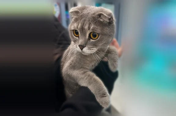 Найдена кошка, Пенза, фото: Найдена кошка, Пенза