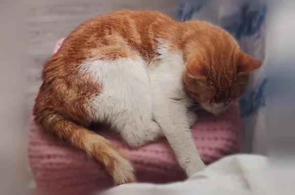 Найдена кошка, Грязовецкий район, фото: Найдена кошка, Грязовецкий муниципальный округ, Вологодская область, Грязовецкий район — белая с рыжей спинкой и хвостом, очень ласковая