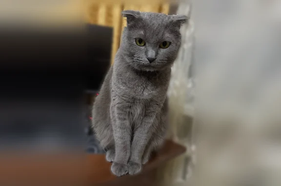 Пропала кошка, Школьная улица, 1, Тамань — на шее цепь с медальоном - photo