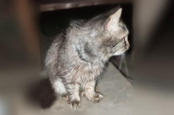 Найдена кошка, Орёл, фото: Найдена кошка, Паровозная улица, 5, Орёл — некастрированный котик, был ошейник